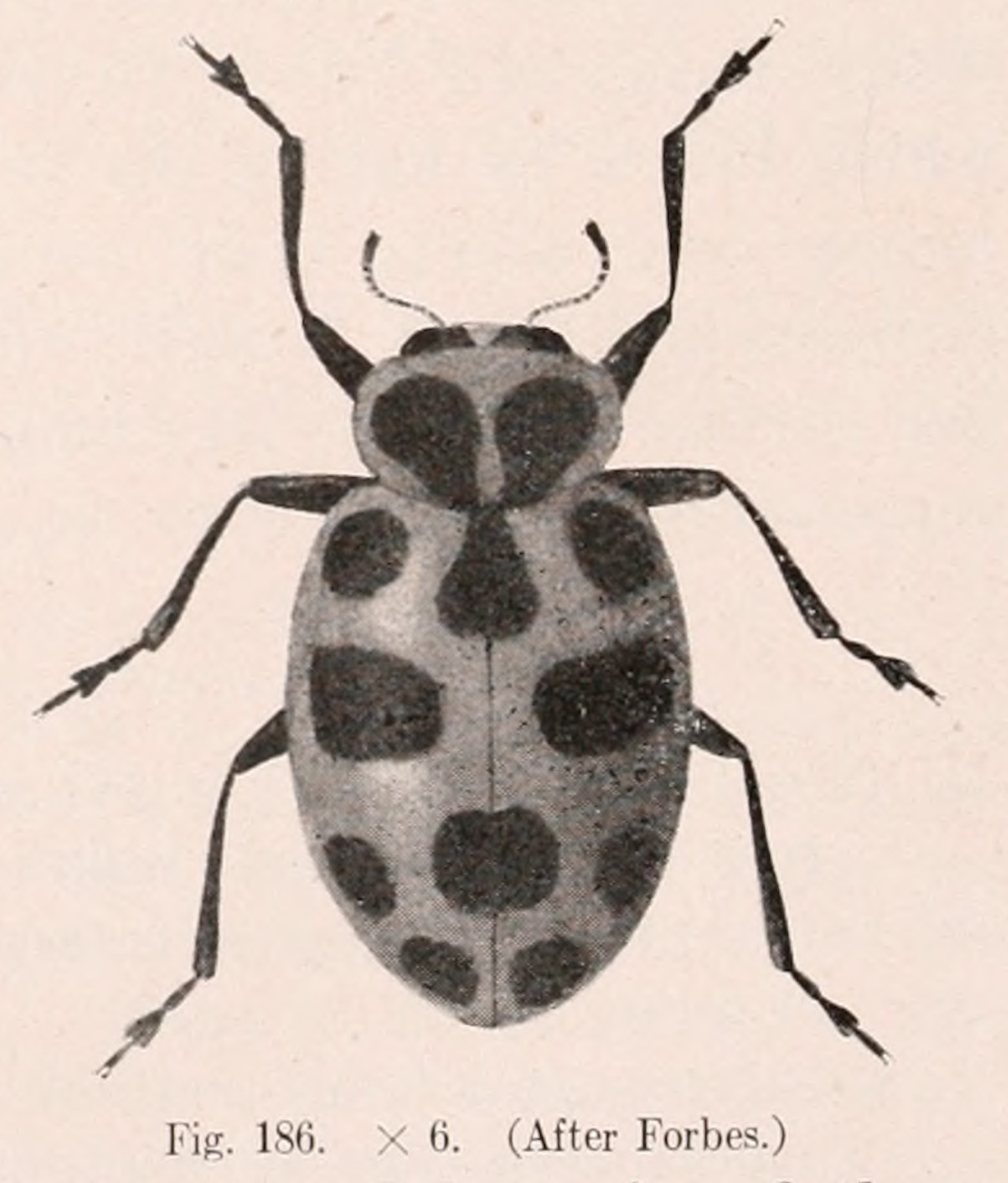 Fig. 186.  Megilla Maculata, Spotted Lady Beetle. An illustrated descriptive catalogue of the Coleoptera or beetles (exclusive of the Rhynchophora) known to occur in Indiana. 1910.Internet Archive #ladybug#spotted#zoology#insects#nemfrog#1910#1910s