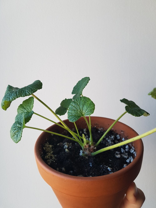 My little pelargonium cotyledonis. If you’ve never seen a p. cotyledonis before, I recommend that yo