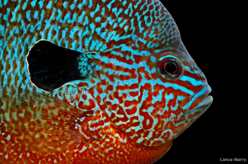 Longear Sunfish | Lepomis megalotis
““Compared to other members of the sunfish family, longear sunfish are better at getting food in moving waters than still waters. This may explain why longear sunfish are more abundant in streams than lakes...