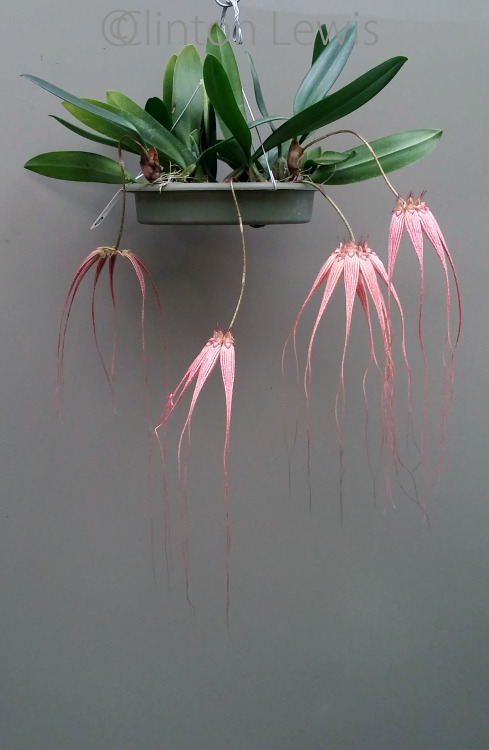 orchiddynasty:  Bulbophyllum Elizabeth Anne ‘Buckleberry’ FCC/AOS  (longissimum x rothschildianum) {Hybrid} 