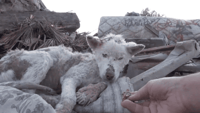Porn gifsboom: A homeless dog living in a trash photos