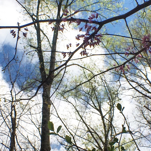 Found some baby #redbuds blooming in our woods this year. The one I found last year looks healthier, as well. #trees #sky #spring