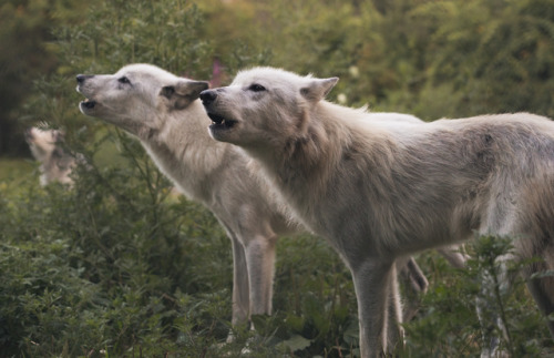 Wolf Hollow by Stephen Canino Photography