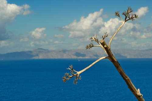 marcel-and-his-world:Temba, his arms wide.Plant on Rhodes against the sky, summer 2014.