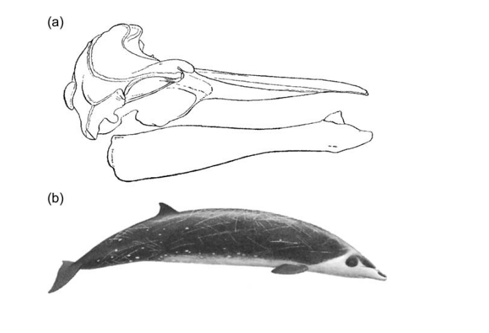 A representative of the Family Ziphiidae.
• (a) Lateral view of the skull and lower jaw of Gervais’ beaked whale, Mesoplodon europaeus. Note the reduced dentition. (From Van Beneden and Gervais, 1880.)
• (b) Right side of the body of Stejneger’s...