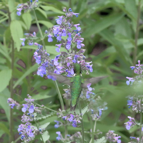 I watch a hummingbird as it enjoys catmint on a hot springtime day. Its diminutive grandeur is hard 