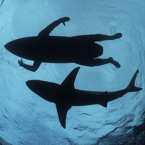 coffeentrees:  Photo by @thomaspeschak A prototype electromagnetic shark deterring surfboard gets a test run at South Africa’s Aliwal Shoal Marine Protected Area. The device may help manage unwanted encounters between surfers and sharks. Photo from