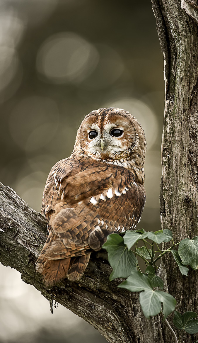 earthandanimals:   Looking over my shoulder   Photo by Jane Dagnall           
