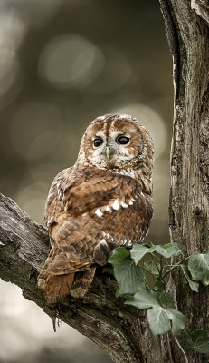 earthandanimals:   Looking over my shoulder