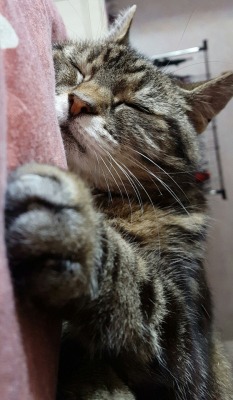 unflatteringcatselfies:This is Lucy. Her favourite times to be vocal are between midnight and 2am. This is coincidentally the same time she digs through her litter tray like she’s looking for gold in them there hills. She is silly and precious.