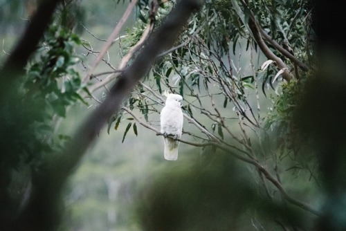 Moodbird.2018 et al.