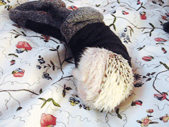 hedgehogsofasgard:What to do with socks by Loki- Get in your sock- Get comfy!