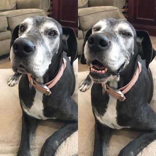 I said “Tiny did you sleep all day?!? That seems lazy!” She laughed at me. #lazygreatdane