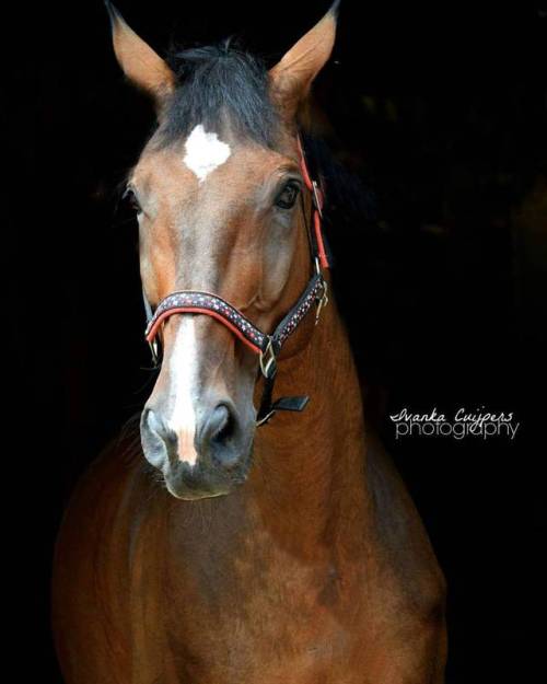 @vdl_mirte ’s beautiful horse Presco. #blackphoto #photography #photoshop #horse #equestrianli