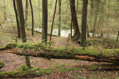 Eastern hemlock (Tsuga Canadensis) is sometimes referred to as the “redwood of the east&r