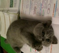 awwww-cute:  How about studying me instead? AWW