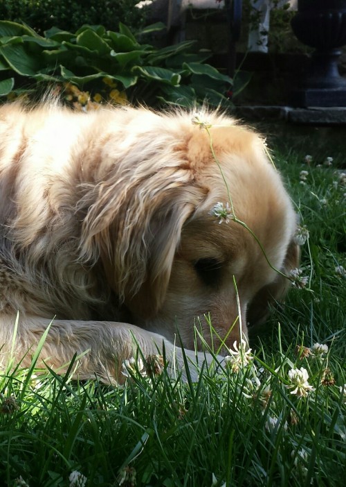 digitalufo:this is my flower boy. happy national dog day to my beautiful golden prince