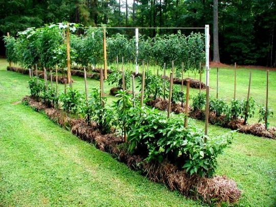 Diy Gardening Better Living No Till No Dig Gardening The Secrets Of Straw