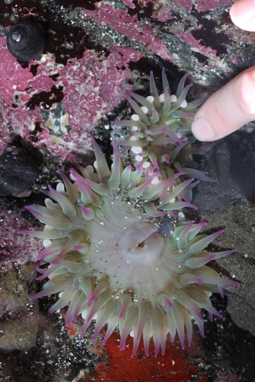 poking an anemone is one of the purest pleasures I know