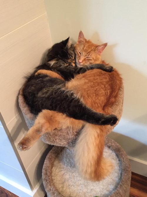 awwww-cute:Even though they’ve outgrown sharing a bed, they still try (Source: http://ift.tt/1WsjFGI