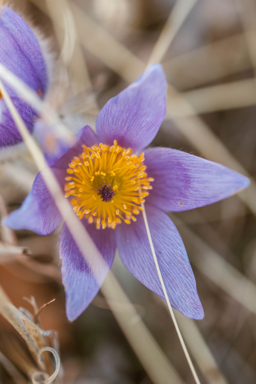 pulsatilla