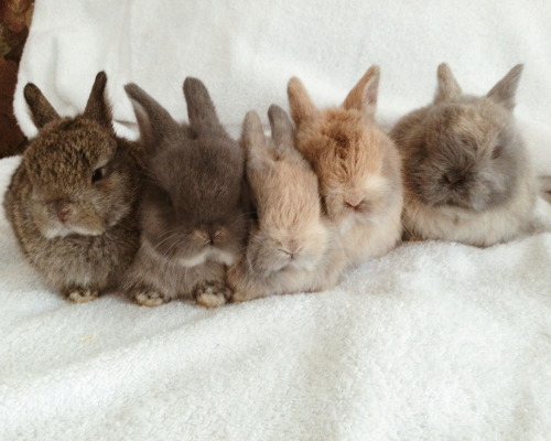 thexfiles:baby bunny update.@blessedthrice