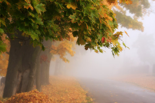 drxgonfly:Autumn Poland (by Przemyslaw Kruk)