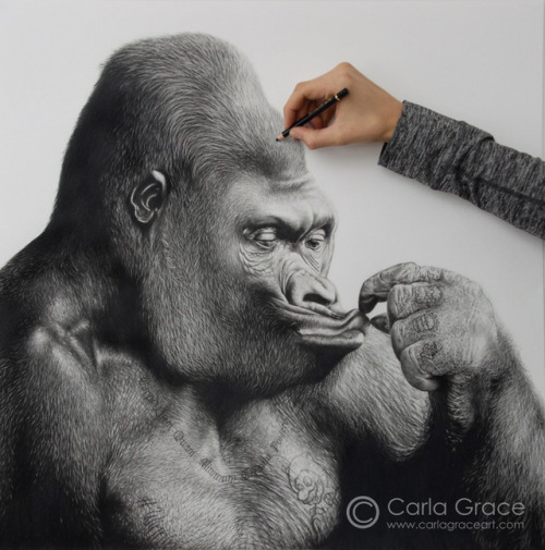 Look at this stunning version of my gorilla photo by Carla Grace Art!https://www.instagram.com/carla