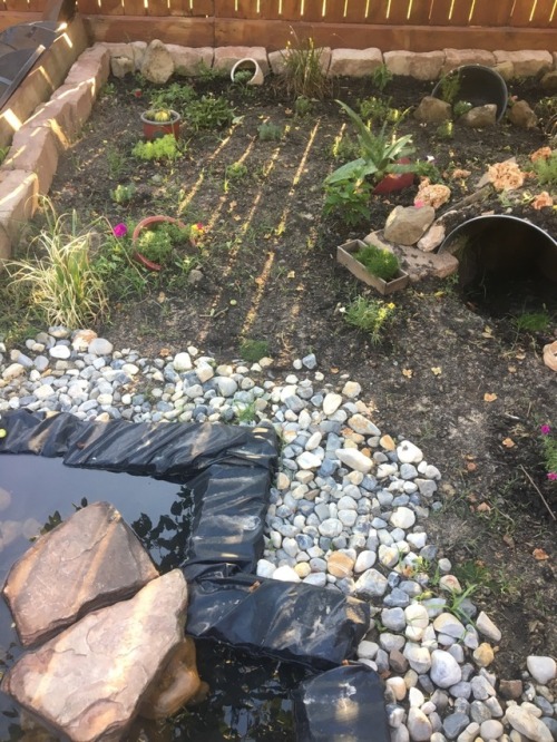 rajendragon:The outdoor enclosure I made for my 5 year old Sulcata tortoise, Tortellini. The plants 