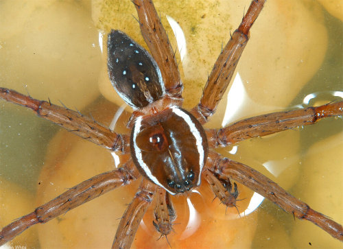 Six-Spotted Fishing Spider (Dolomedes triton), Virginia, USAby John White