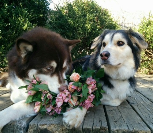 Dogs on Valentine&rsquo;s day (these flowers smell like bacon!  thank you so much honey!) :-)