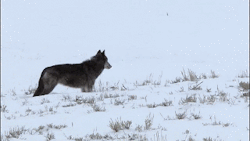 thatwanderinglonewolf:  Wolves Flirting.