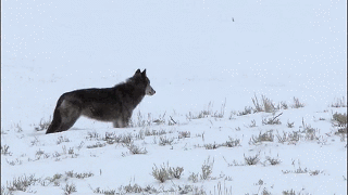 geekhyena:agentotter:devildoll:thatwanderinglonewolf:Wolves Flirting. Gifs made from this video.casu