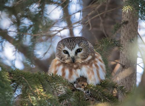 Northern Saw-whet owl - Petite nyctale by franstongewith a White-footed mouse - avec une souris à pa