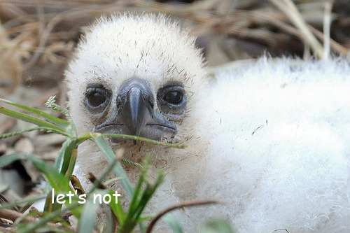 thegirlfrommexico:  thewarblerette:  mrthorinton:  clarabosswald:  so i saw this photo of a harpy eagleand i thought “woah what a noble beast” so i searched for more photos and i just  even the babiesi mean  this goes with almost all predator birds 