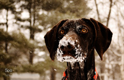 photos-dogs-puppies:  Staredown by LittleSaltyDog