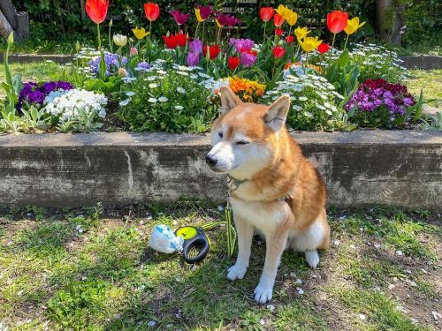 お散歩の途中に見つけた花壇 カメラの方は見ないもい Spring flowers . . #springflowers #springhascome #お花柴男子くらぶ #カメラ見ない犬 #shiba