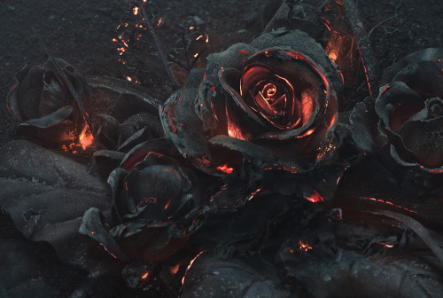 XXX itscolossal:  A Smoldering Bouquet of Roses photo