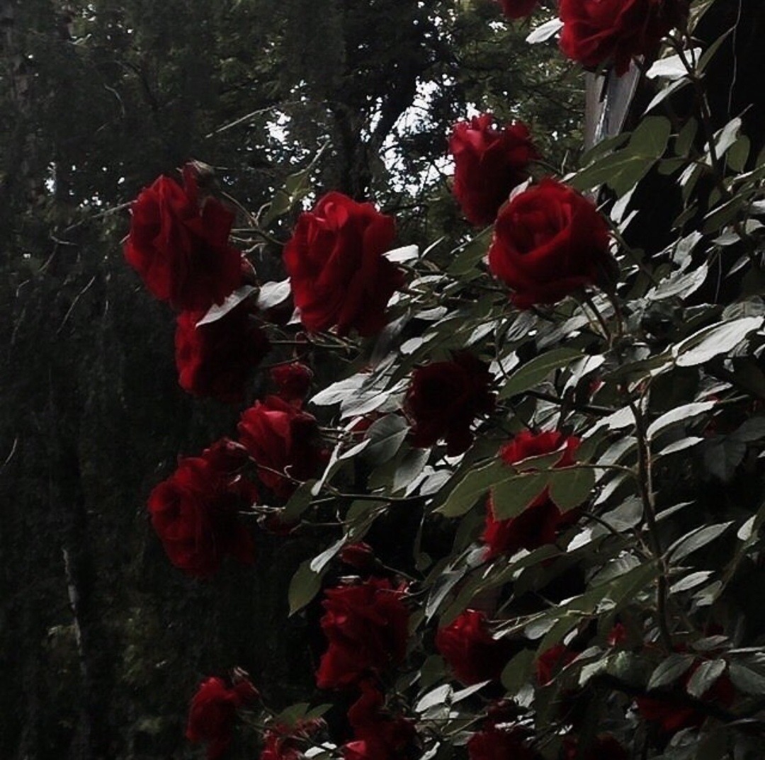 #red-roses on Tumblr