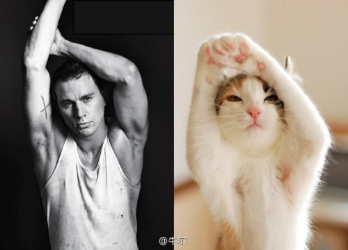 Des Hommes et Des Chatons ~ Meow ~ 