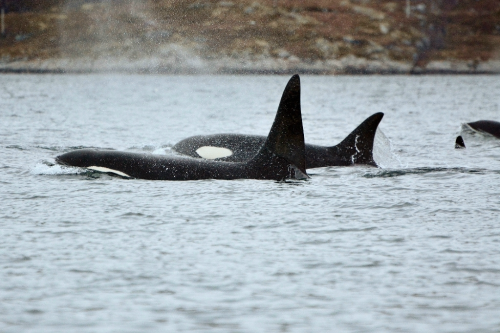 expressions-of-nature:  by Sirpa Winter whale watching in Norway 