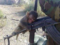 fmj556x45:  this monkey has better TD than most of tumblr. 