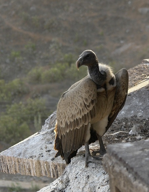 Porn photo dezzoi:  Turkey Vulture Black Vulture King