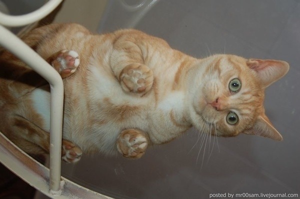 lazulisong:  always reblog cats on glass tables 