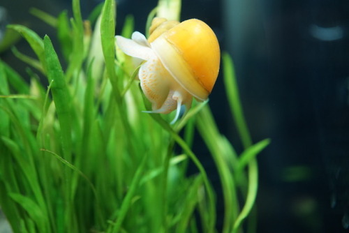 Finally a good chance to try out the macro lens. Some good pictures of Taako my rope fish. And our g