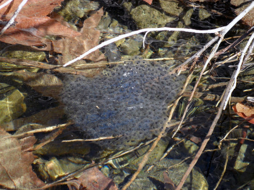 toadschooled:Egg masses of the threatened California red-legged frog [Rana draytonii], a species whi