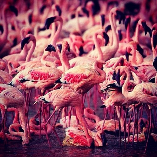 Shades #flamingoes