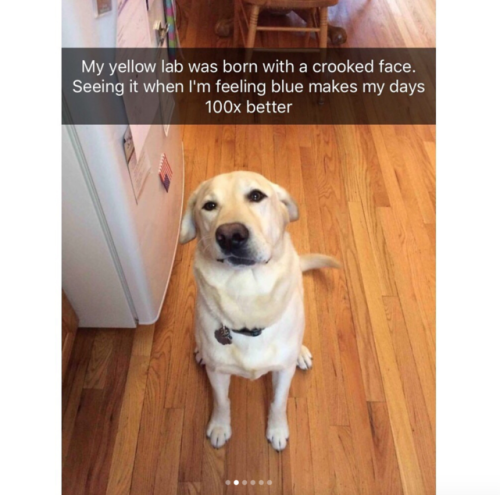 babyanimalgifs:  Animal snaps
