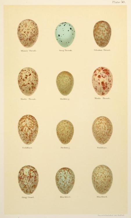 Illustrations taken from ‘Coloured Figures of the Eggs of British Birds’ by Henry Seebohm, Richard B