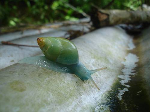 XXX I love snails. Special rare snails. photo